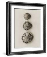 Seashells-Graeme Harris-Framed Photographic Print