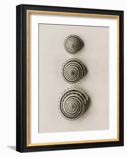 Seashells-Graeme Harris-Framed Photographic Print