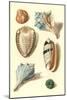 Seashells-null-Mounted Art Print