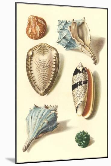 Seashells-null-Mounted Art Print