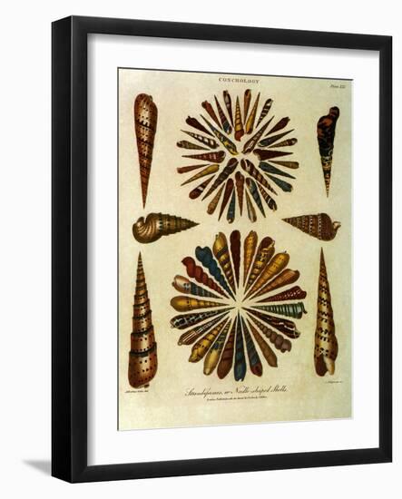 Seashells-J. Wilkes-Framed Giclee Print