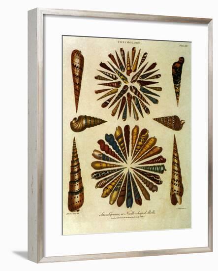 Seashells-J. Wilkes-Framed Giclee Print