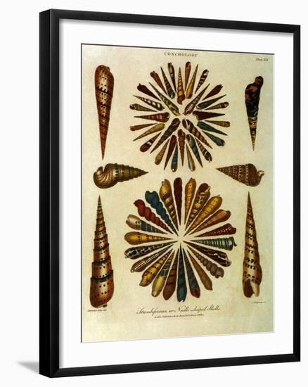 Seashells-J. Wilkes-Framed Giclee Print