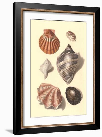 Seashells-null-Framed Art Print