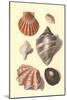 Seashells-null-Mounted Art Print