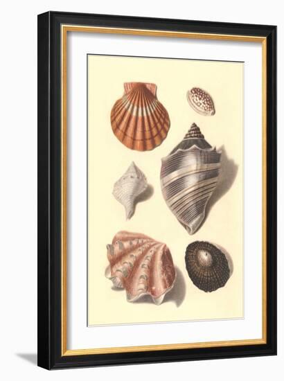 Seashells-null-Framed Art Print