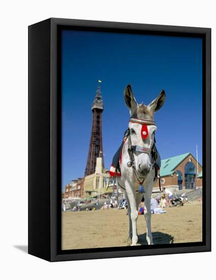 Seaside Donkey on Beach with Blackpool Tower Behind, Blackpool, Lancashire, England-Steve & Ann Toon-Framed Premier Image Canvas