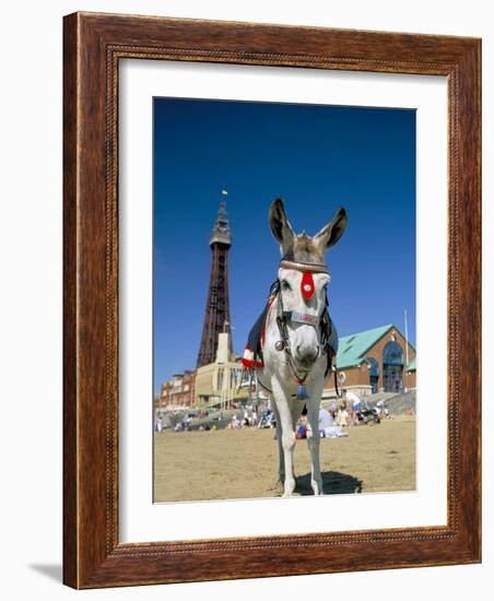 Seaside Donkey on Beach with Blackpool Tower Behind, Blackpool, Lancashire, England-Steve & Ann Toon-Framed Photographic Print