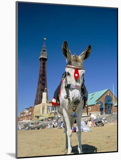 Seaside Donkey on Beach with Blackpool Tower Behind, Blackpool, Lancashire, England-Steve & Ann Toon-Mounted Photographic Print