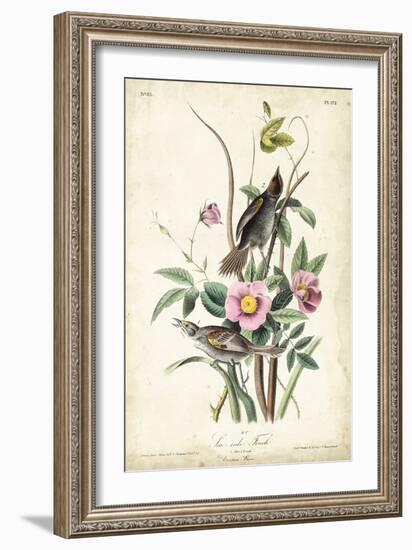 Seaside Finch-John James Audubon-Framed Art Print