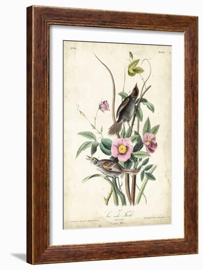 Seaside Finch-John James Audubon-Framed Art Print