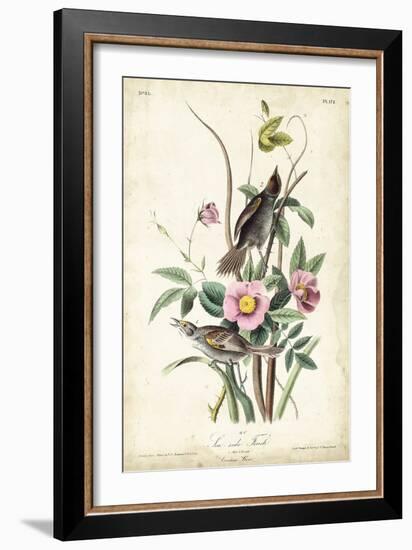 Seaside Finch-John James Audubon-Framed Art Print
