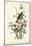 Seaside Finch-John James Audubon-Mounted Art Print