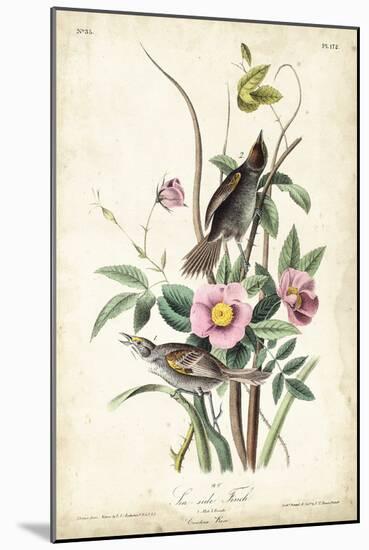 Seaside Finch-John James Audubon-Mounted Art Print