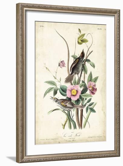 Seaside Finch-John James Audubon-Framed Art Print