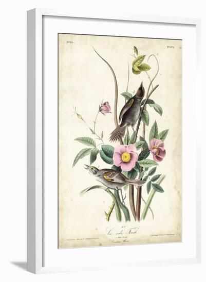 Seaside Finch-John James Audubon-Framed Art Print