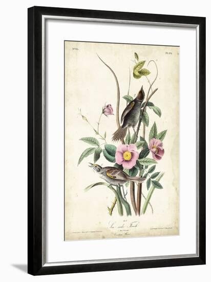 Seaside Finch-John James Audubon-Framed Art Print