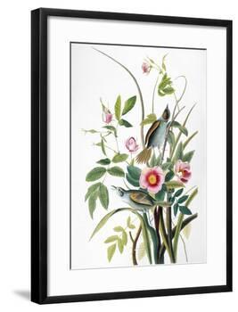 Seaside Sparrow, 1858-John James Audubon-Framed Giclee Print