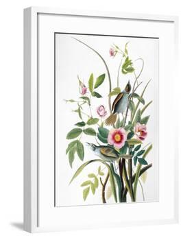 Seaside Sparrow, 1858-John James Audubon-Framed Giclee Print