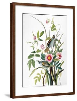 Seaside Sparrow, 1858-John James Audubon-Framed Giclee Print
