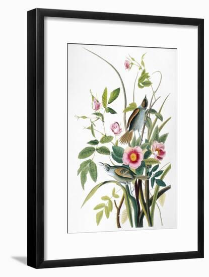 Seaside Sparrow, 1858-John James Audubon-Framed Giclee Print