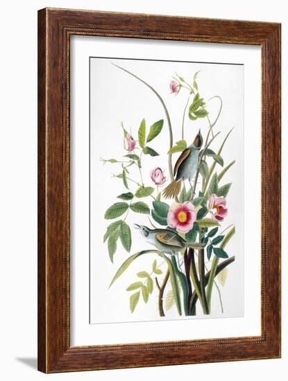 Seaside Sparrow, 1858-John James Audubon-Framed Giclee Print