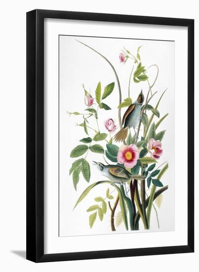 Seaside Sparrow, 1858-John James Audubon-Framed Giclee Print