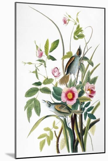 Seaside Sparrow, 1858-John James Audubon-Mounted Giclee Print