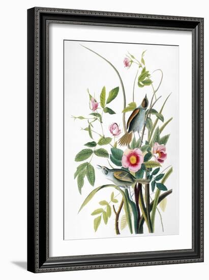 Seaside Sparrow, 1858-John James Audubon-Framed Giclee Print