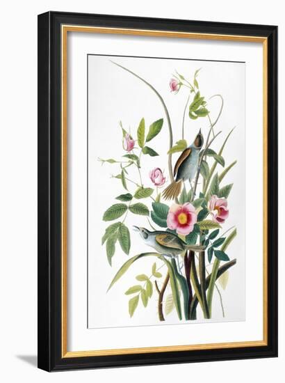 Seaside Sparrow, 1858-John James Audubon-Framed Giclee Print