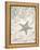 Seaside Starfish-Arnie Fisk-Framed Stretched Canvas