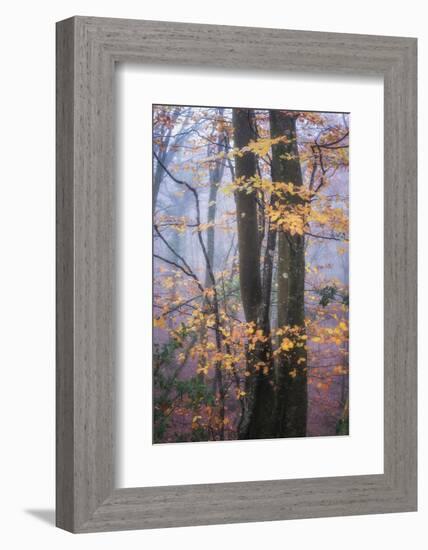 Season Details-Philippe Manguin-Framed Photographic Print