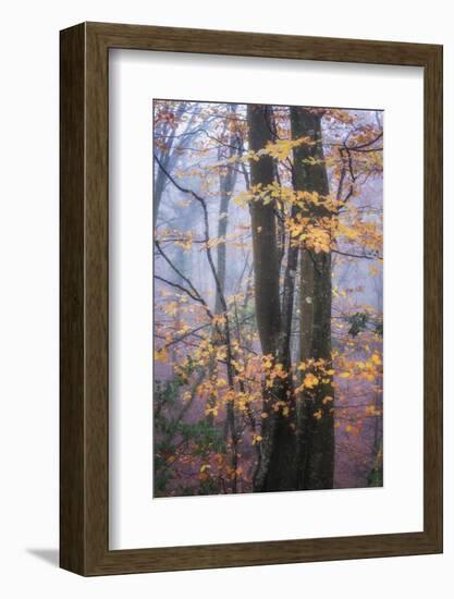 Season Details-Philippe Manguin-Framed Photographic Print