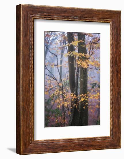 Season Details-Philippe Manguin-Framed Photographic Print