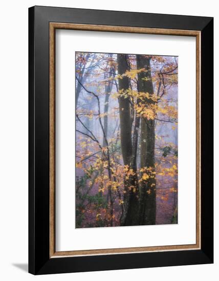 Season Details-Philippe Manguin-Framed Photographic Print