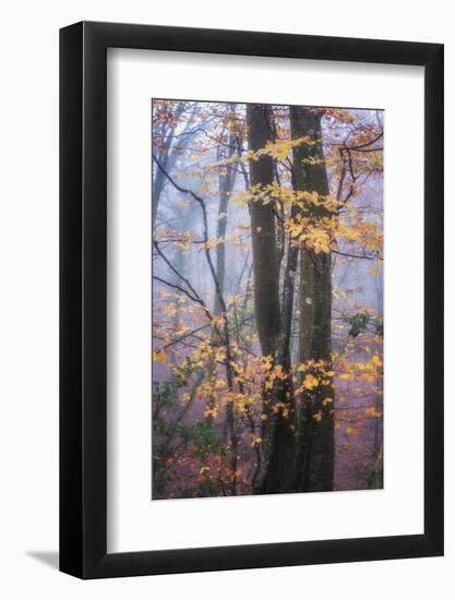 Season Details-Philippe Manguin-Framed Photographic Print