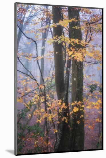 Season Details-Philippe Manguin-Mounted Photographic Print