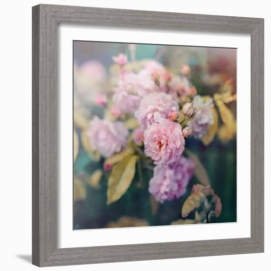 Season of Blossoms-Sarah Gardner-Framed Photographic Print