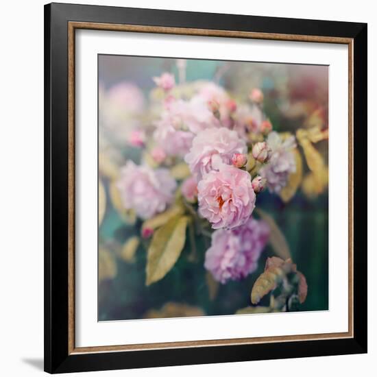 Season of Blossoms-Sarah Gardner-Framed Photographic Print