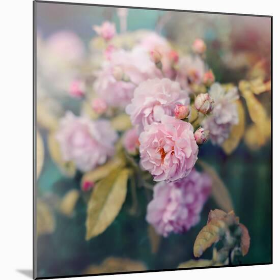 Season of Blossoms-Sarah Gardner-Mounted Photographic Print