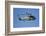 Seasprite Helicopter (Kaman SH 2G Seasprite) Airshow-David Wall-Framed Photographic Print