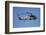 Seasprite Helicopter (Kaman SH 2G Seasprite) Airshow-David Wall-Framed Photographic Print