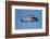 Seasprite Helicopter (Kaman SH 2G Seasprite) Airshow-David Wall-Framed Photographic Print