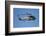 Seasprite Helicopter (Kaman SH 2G Seasprite) Airshow-David Wall-Framed Photographic Print