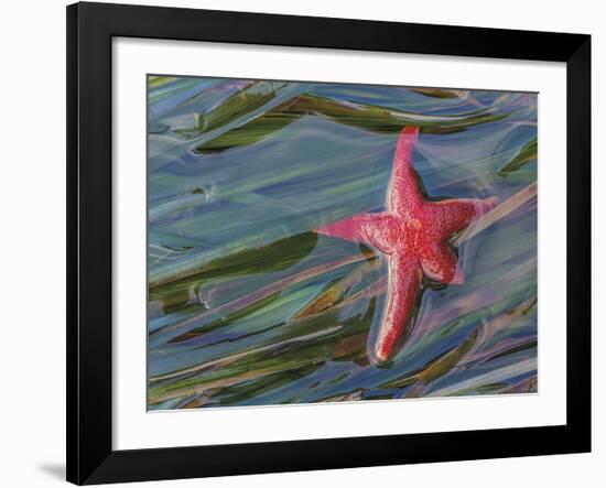 Seastar and Eel Grass-Don Paulson-Framed Giclee Print