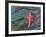 Seastar and Eel Grass-Don Paulson-Framed Giclee Print