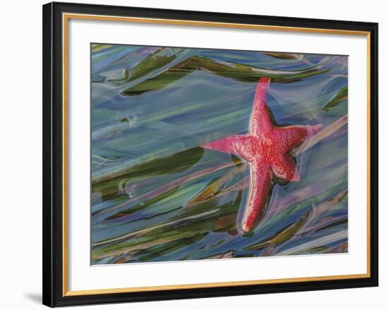 Seastar and Eel Grass-Don Paulson-Framed Giclee Print