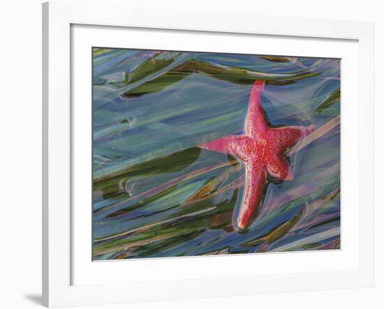 Seastar and Eel Grass-Don Paulson-Framed Giclee Print