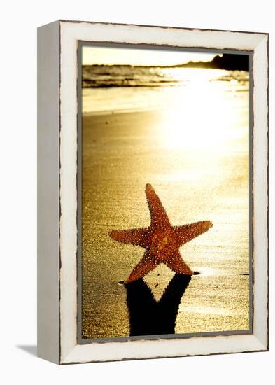 Seastar on the Shore of a Beach at Sunset-nito-Framed Premier Image Canvas