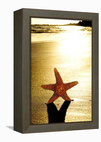 Seastar on the Shore of a Beach at Sunset-nito-Framed Premier Image Canvas